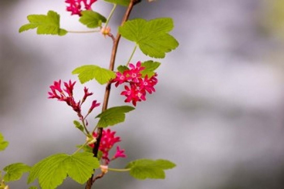 Red-flowering currant Vancouver British Columbia Canvas Art - Paul Colangelo DanitaDelimont (36 x 24)