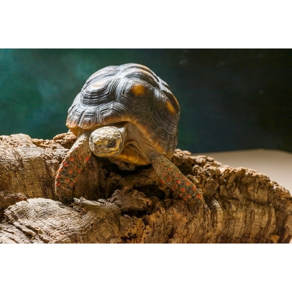 Red-footed tortoise on rock Poster Print by Panoramic Images