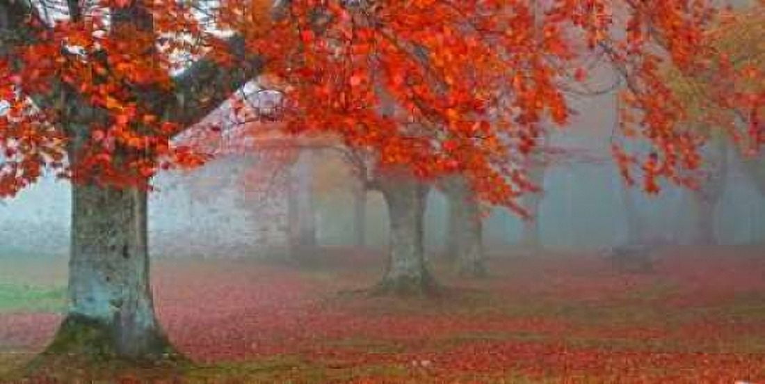 Red forest 804 Canvas Art - JA Palacios (10 x 20)