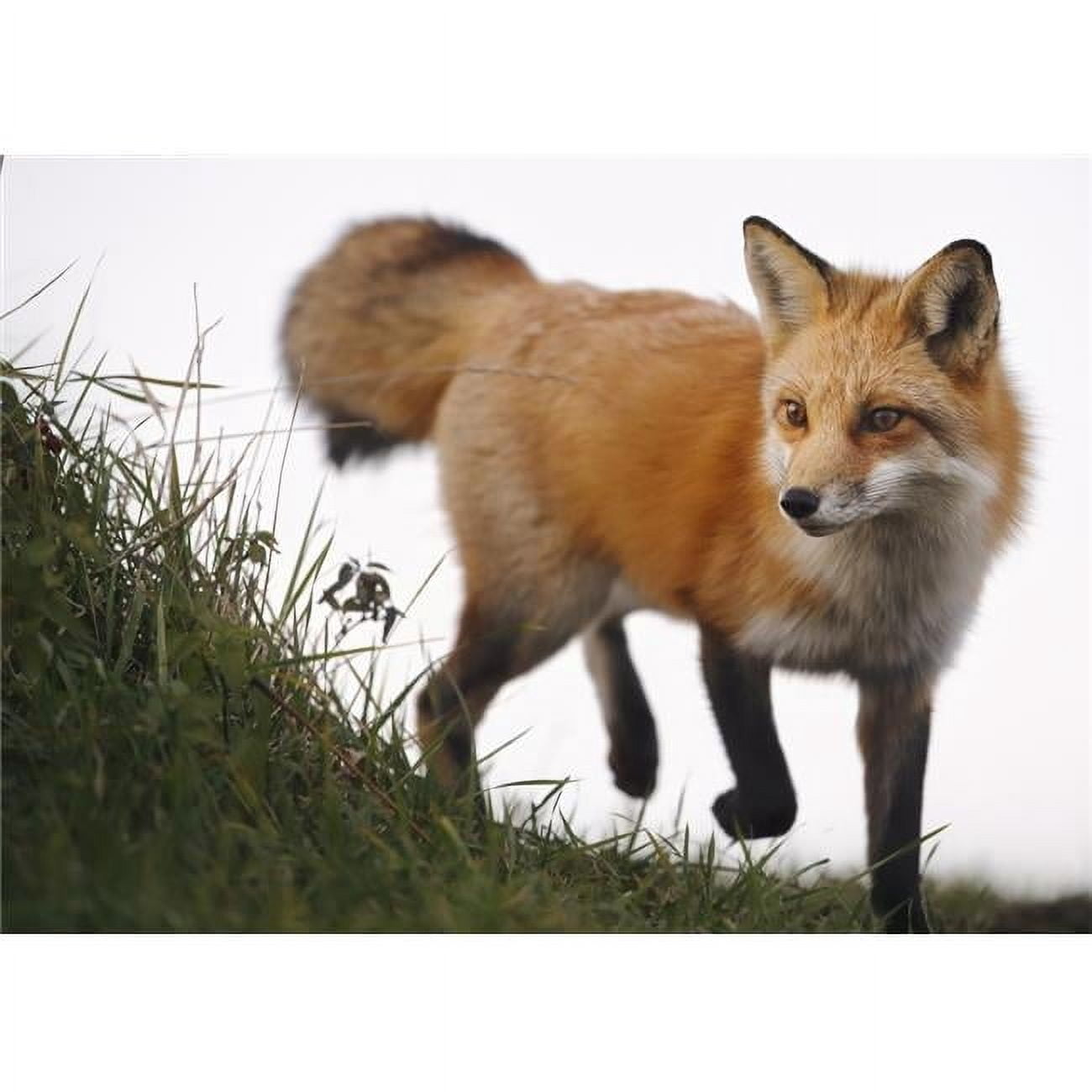 Red fox ; Montreal Quebec Canada Poster Print - Walmart.com