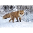 thumbnail image 1 of Red fox (Vulpes vulpes) in snow, Campbell Creek area, South-central Alaska; Alaska, United States of America by Doug Lindstrand / Design Pics (34 x 22), 1 of 3