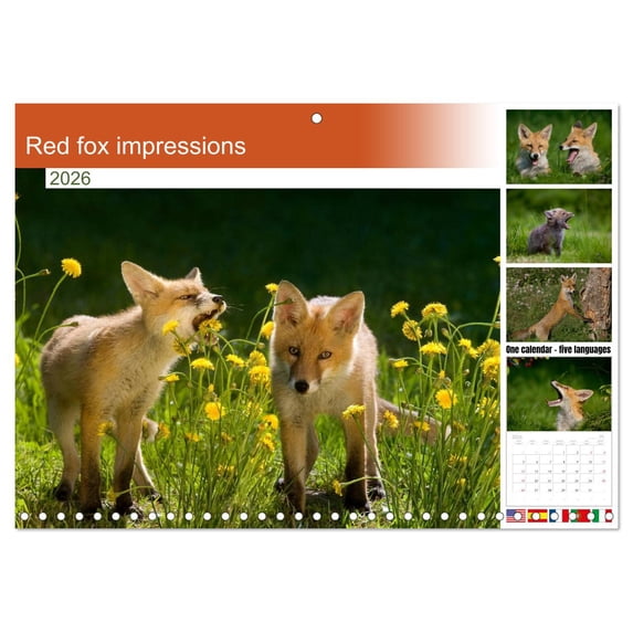 Red fox impressions (Monthly Wall Calendar 2026 11.7 x 16.5 (open ...