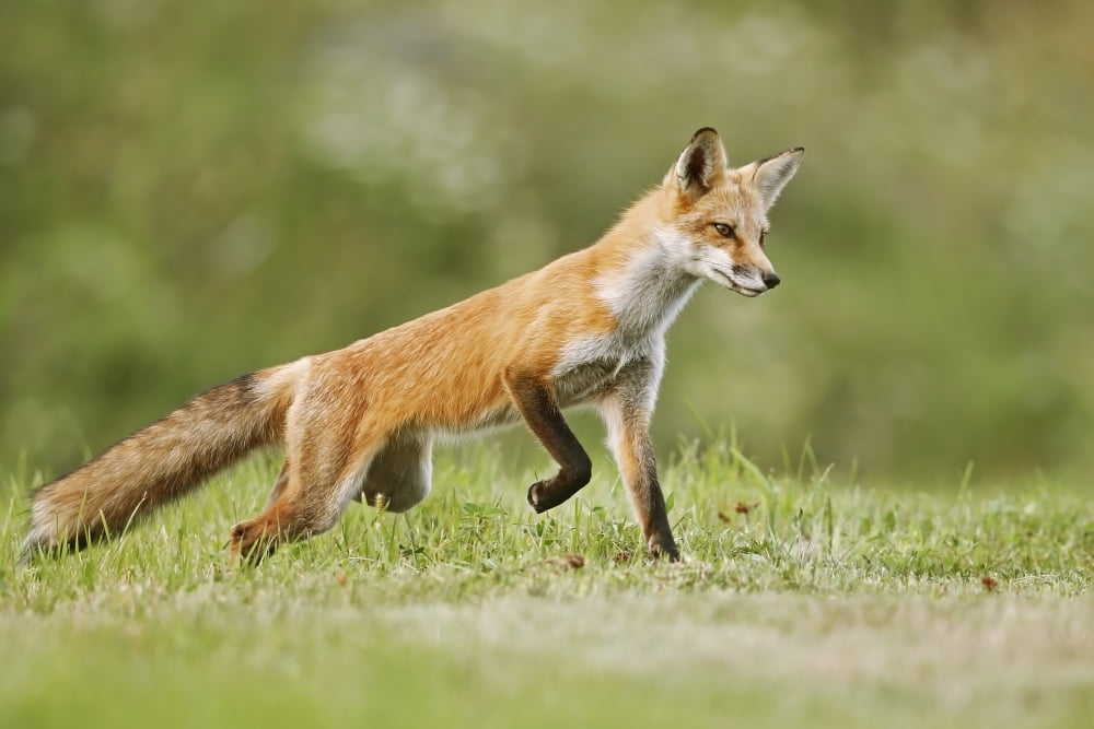 Red fox (vulpes vulpes) walking on grass Montreal Quebec Canada Canvas Art - Vladislav Kamenski Design Pics (38 x 24)