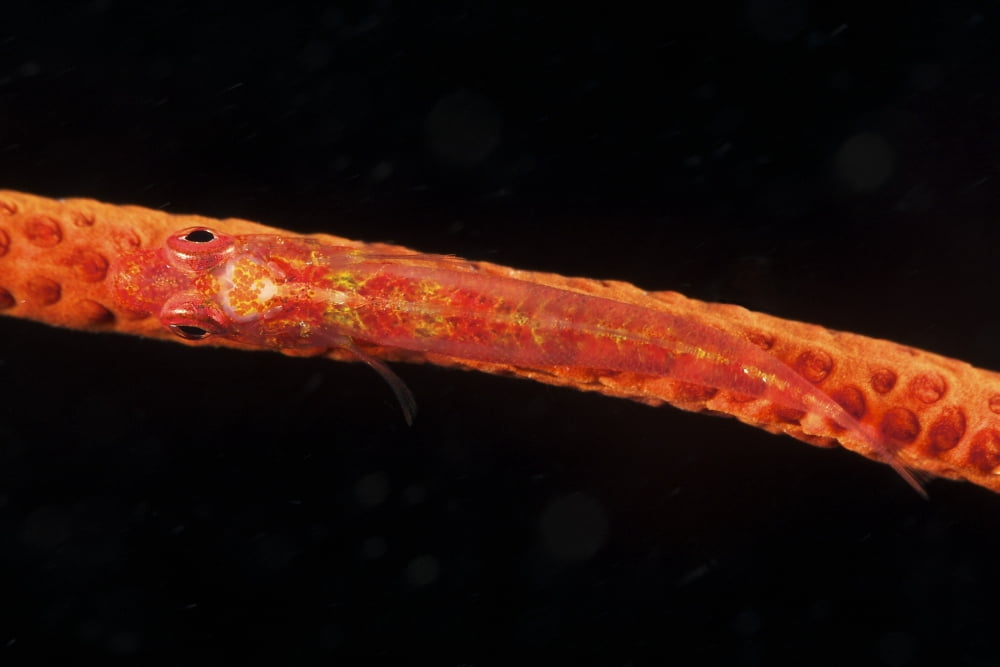 Red goby sitting motionless on whip coral Fiji Canvas Art - Terry MooreStocktrek Images (18 x 12)