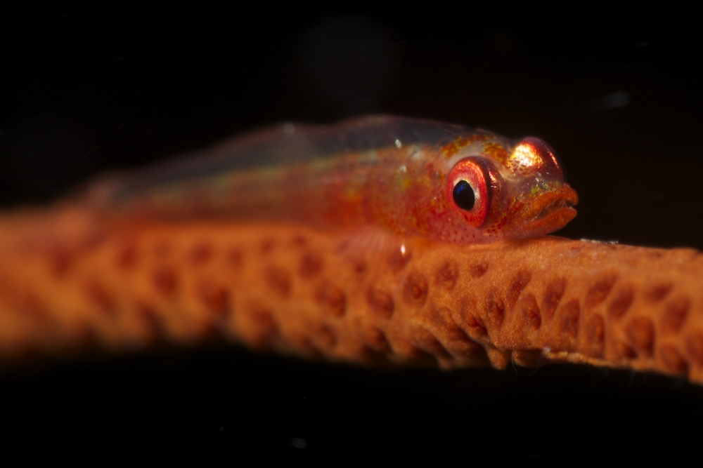 Red goby sitting motionless on whip coral Fiji Canvas Art - Terry MooreStocktrek Images (35 x 23)