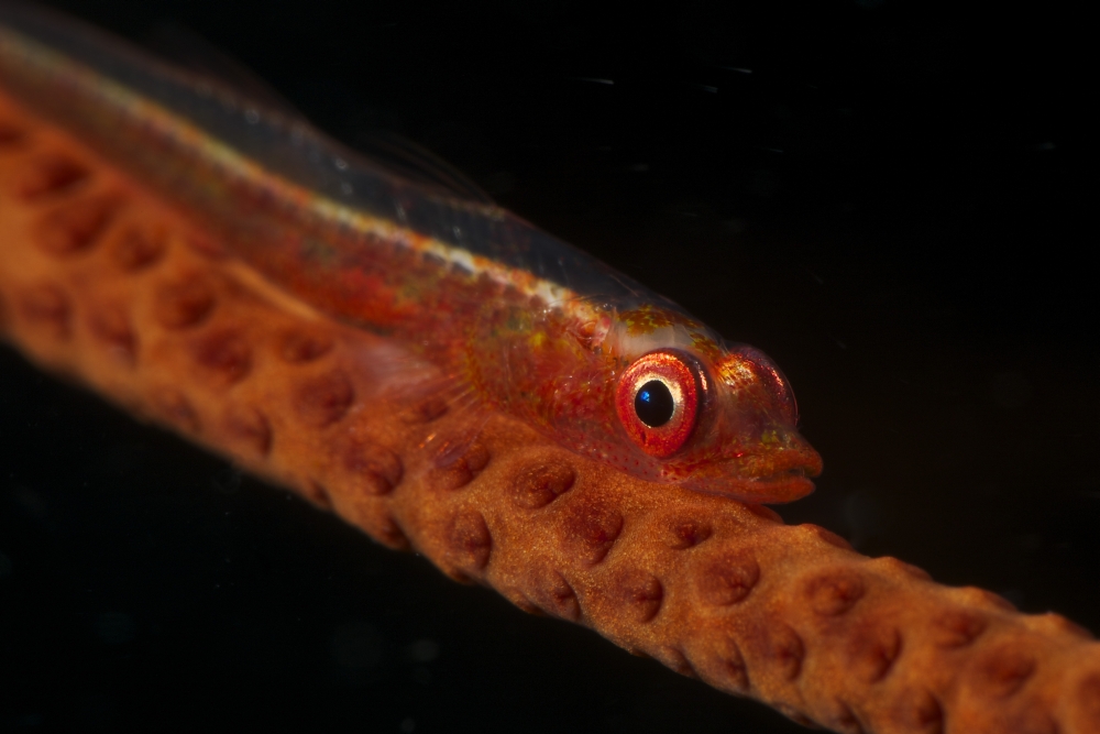 Red goby sitting motionless on whip coral Fiji Canvas Art - Terry MooreStocktrek Images (35 x 23)