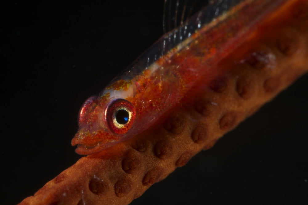 Red goby sitting motionless on whip coral Fiji Canvas Art - Terry MooreStocktrek Images (35 x 23)