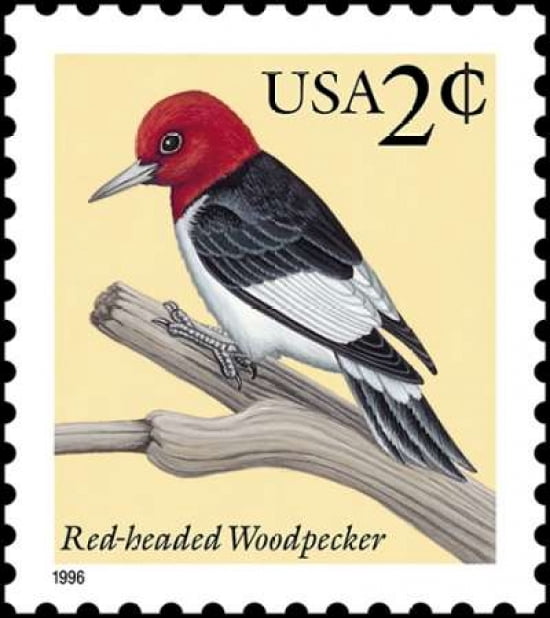 Red-headed Woodpecker Canvas Art - US POSTAL SERVICE (24 x 24)