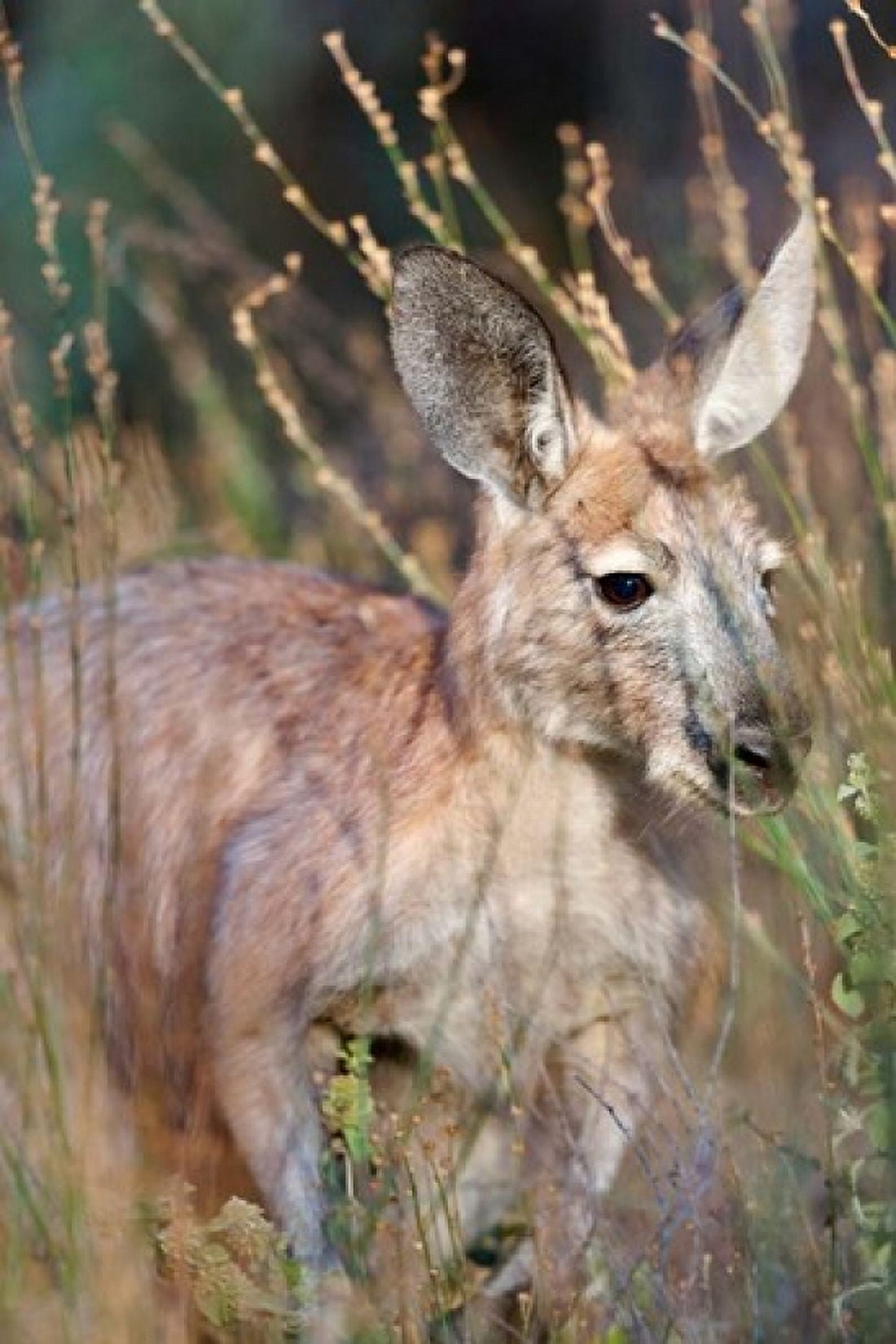 Red kangaroo (Macropus rufus) Australia Canvas Art - Martin Zwick DanitaDelimont (19 x 29)