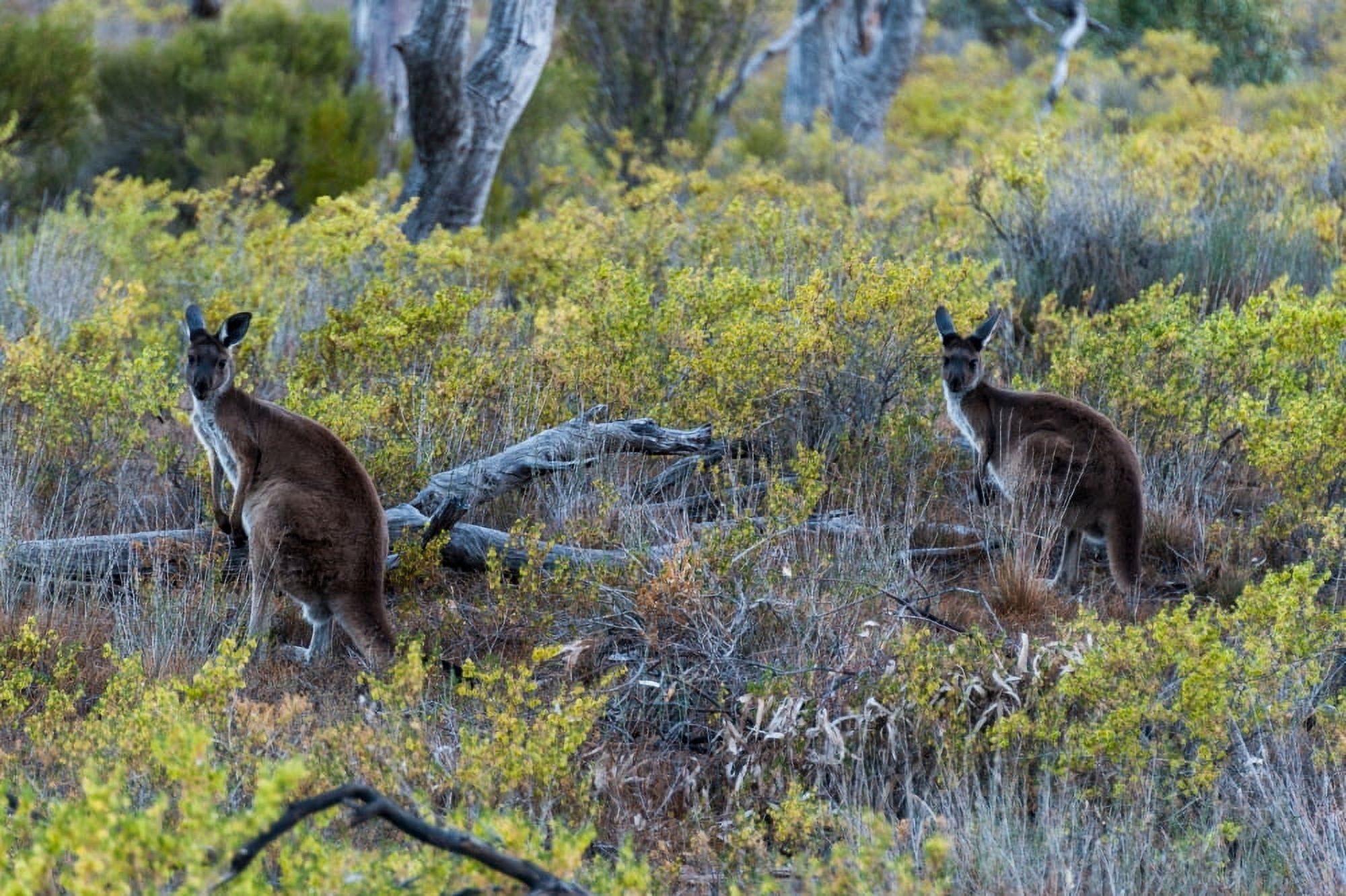 Red kangaroo (Macropus rufus) in the Outback Mernmerna South Australia Australia Canvas Art - Panoramic Images (27 x 9)