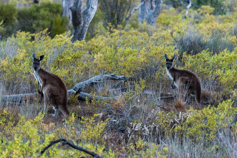 Red kangaroo (Macropus rufus) in the Outback Mernmerna South Australia Australia Canvas Art - Panoramic Images (36 x 12)