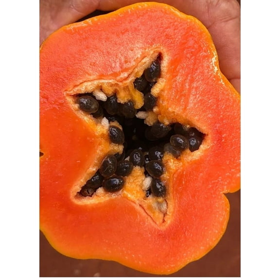 Red lady papaya tree shipped in 1 gallon pot free to all states. 1-2 years to fruit.. DWARF, COLD hardy.