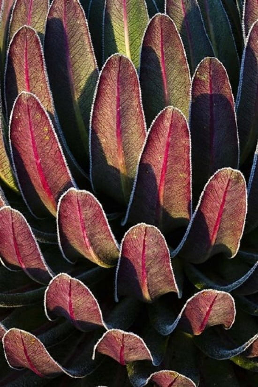 Red leafs Giant Lobelia Heather Forest Rwenzori East Africa Canvas Art - Martin Zwick DanitaDelimont (18 x 24)