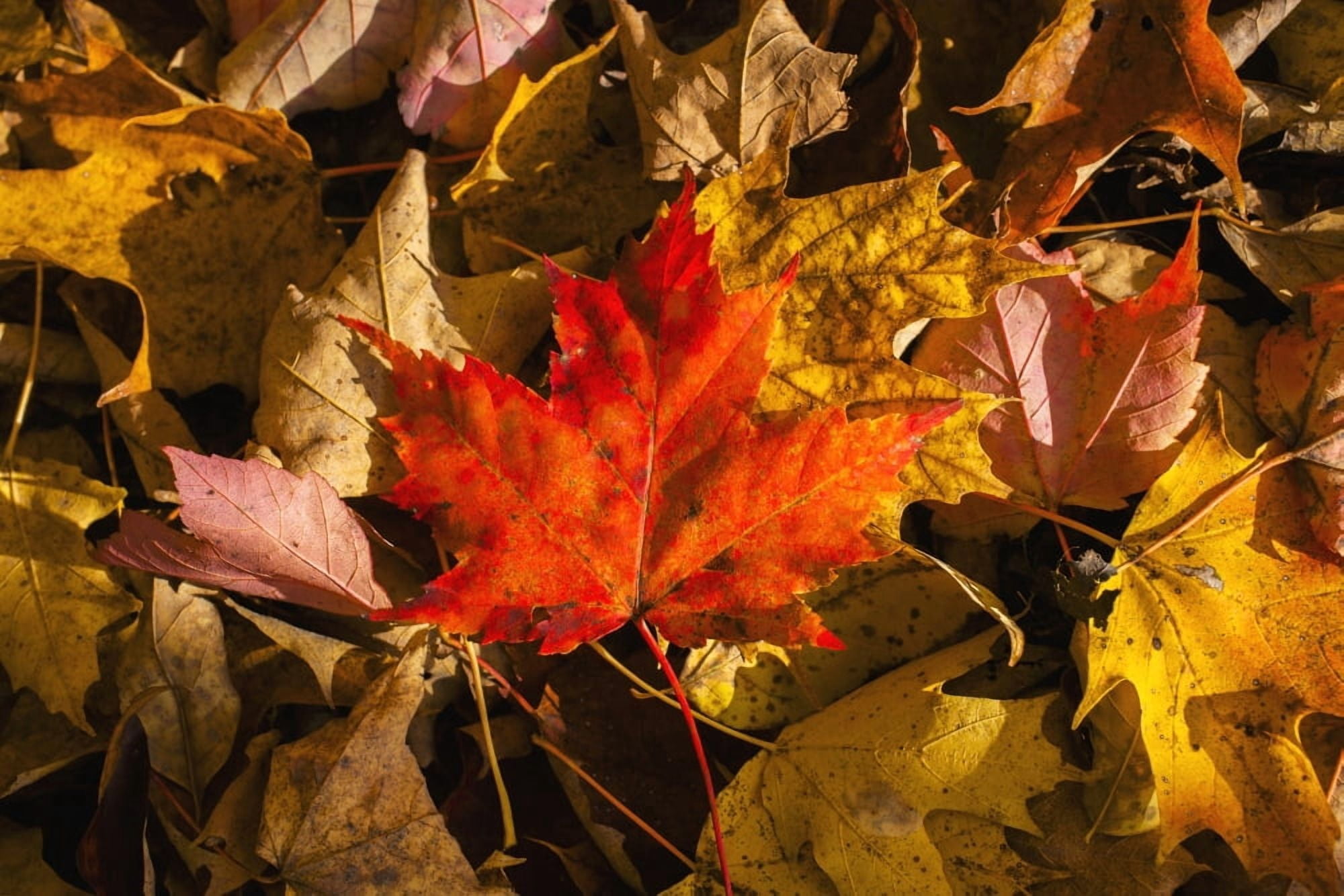 Red maple leaf on leaf background Knowlton Quebec Canada Canvas Art - David Chapman  Design Pics (38 x 24)