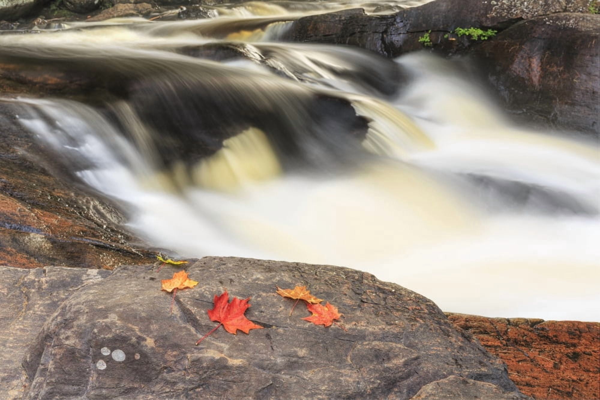 Red maple leaves on rock at Stubbs Falls Arrowhead Provincial Park near Huntsville Ontario Canada Canvas Art - Ken Gillespie Design Pics (38 x 24)