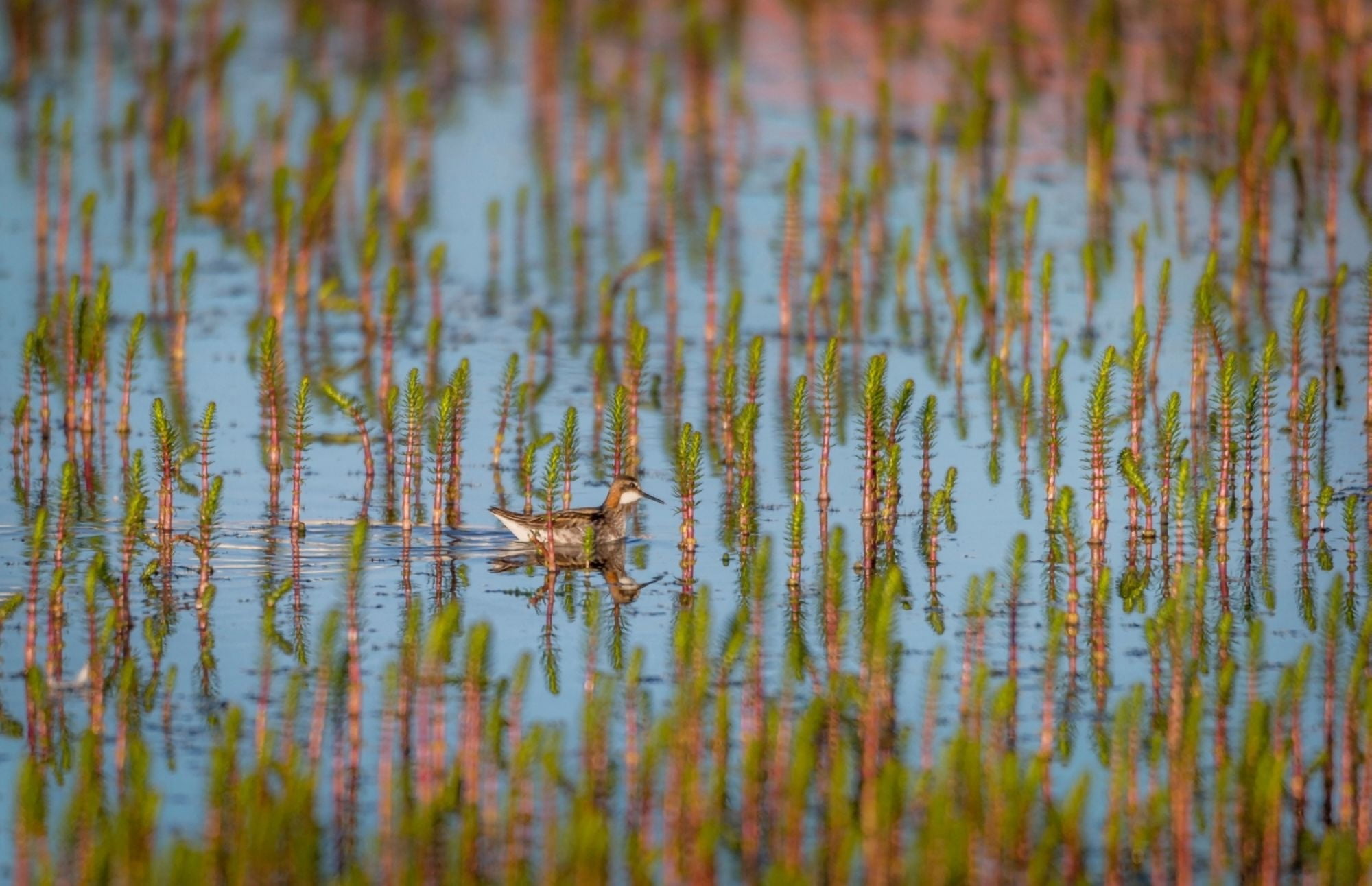 Red-necked Phalarope (Phalaropus lobatus) Sandgerdi Iceland Canvas Art - Panoramic Images (36 x 24)