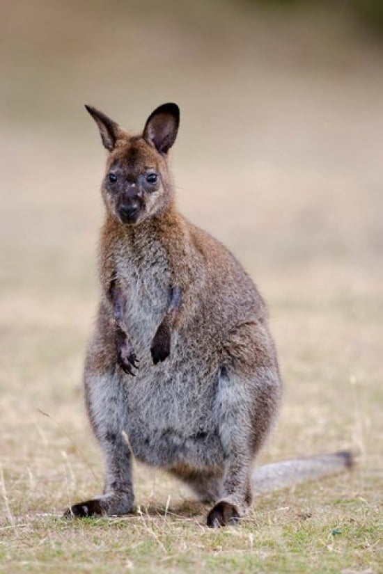Red-necked and Bennetts Wallaby wildlife Australia Canvas Art - Martin Zwick DanitaDelimont (12 x 18)