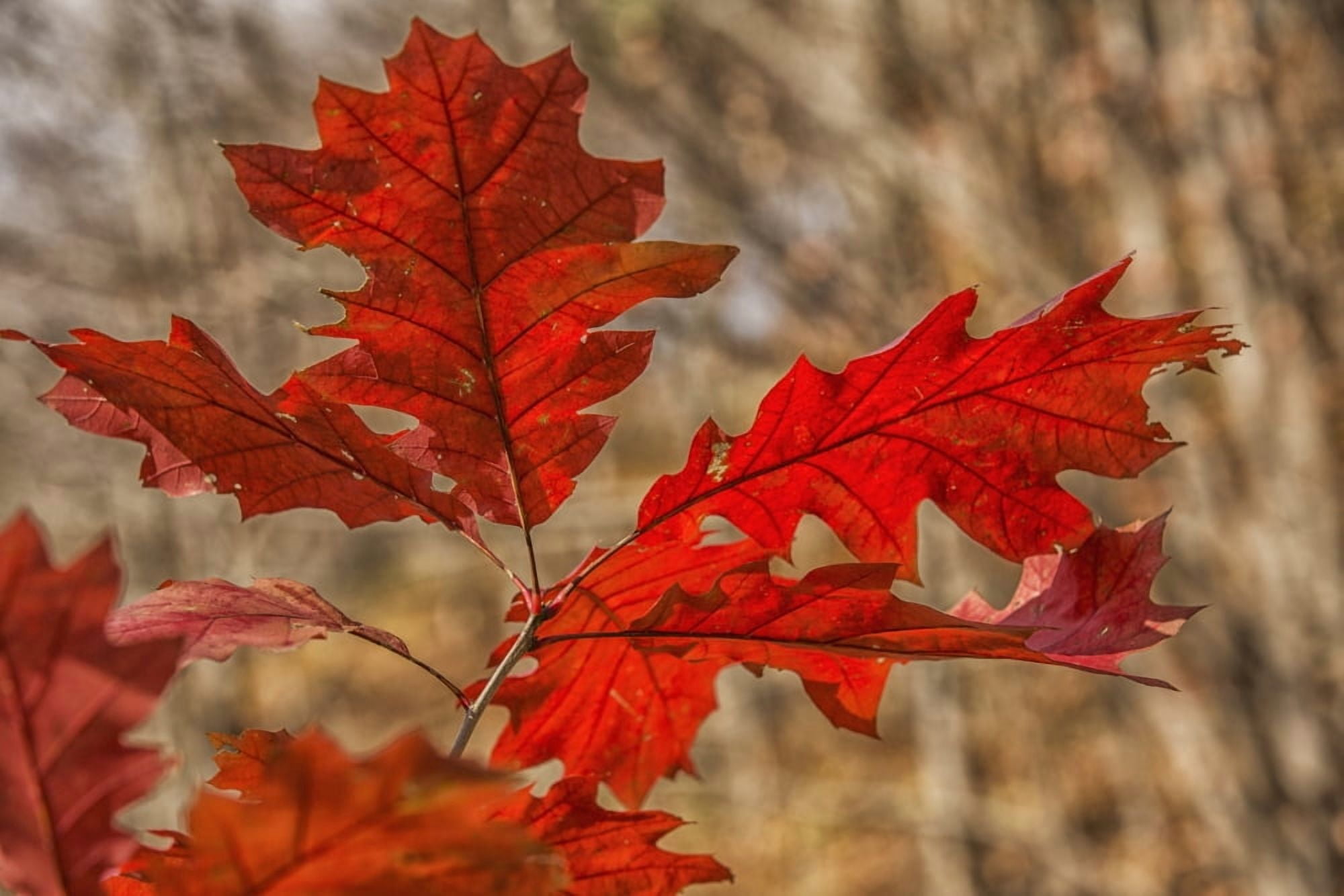 Red oak leaves in autumn Strathroy Ontario Canada Canvas Art - Robert Postma  Design Pics (19 x 12)