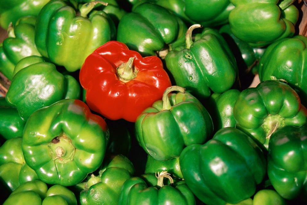Red pepper among green peppers Canvas Art - Panoramic Images (18 x 24)