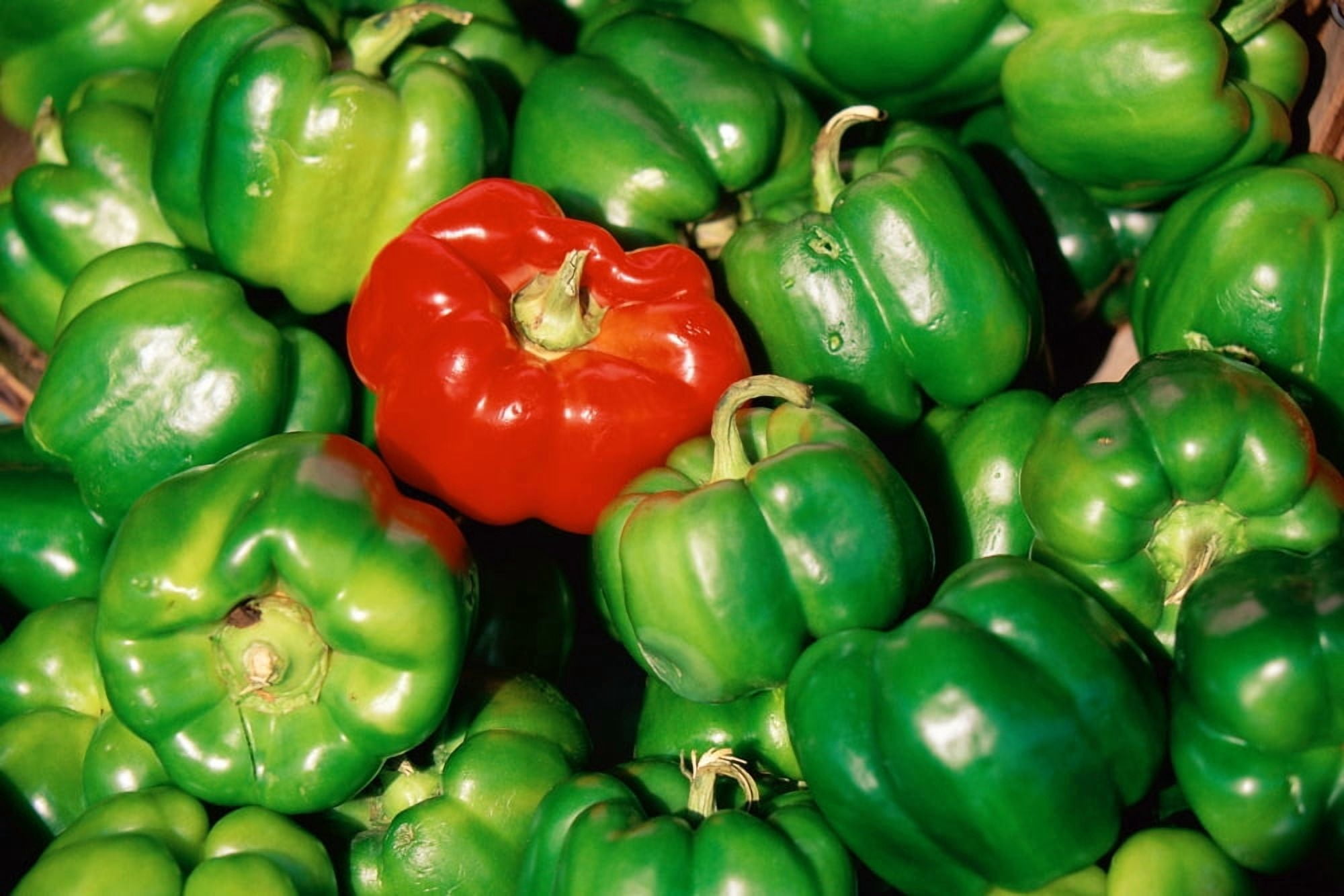 Red pepper among green peppers Canvas Art - Panoramic Images (24 x 36)