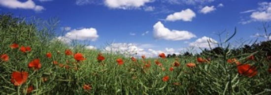 Red poppies blooming in a field Baden-Wurttemberg Germany Canvas Art - Panoramic Images (18 x 7)