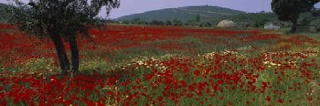 Red poppies in a field Turkey Canvas Art - Panoramic Images (18 x 6)