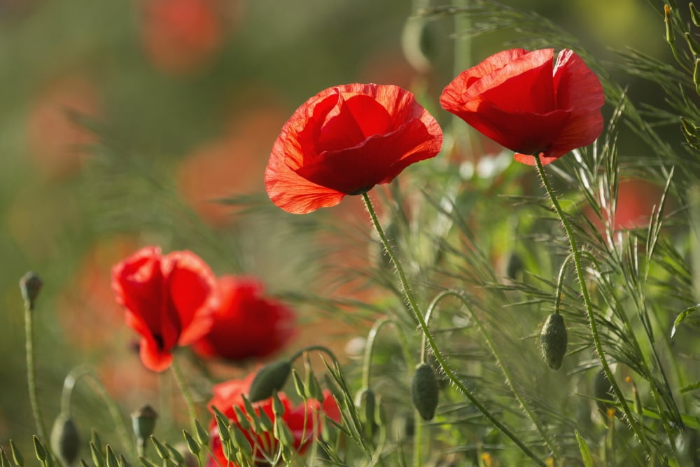 Red poppy (Papaver rhoeas) Upper Rhine Valley Germany Canvas Art - Carl Bruemmer Design Pics (19 x 12)