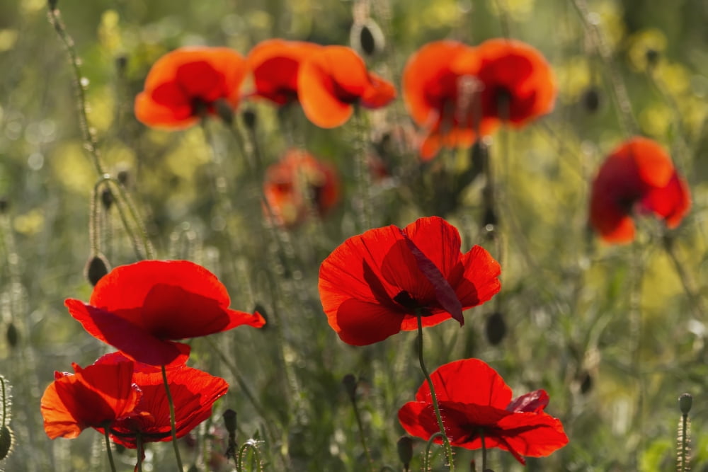 Red poppy (Papaver rhoeas) Upper Rhine Valley Germany Canvas Art - Carl Bruemmer Design Pics (38 x 24)