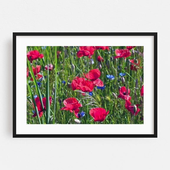 Red poppy field with blue cornflowers - Brandenburg Germany Photography Floral Flowers Garden Nature Botanical Scenic Summer Black Framed Wall Art Print 24 x 36 inches