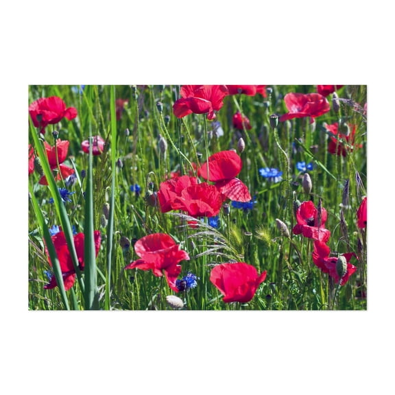 Red poppy field with blue cornflowers - Brandenburg Germany Photography Floral Flowers Garden Nature Botanical Scenic Summer Unframed Wall Art Print 32 x 48 inches