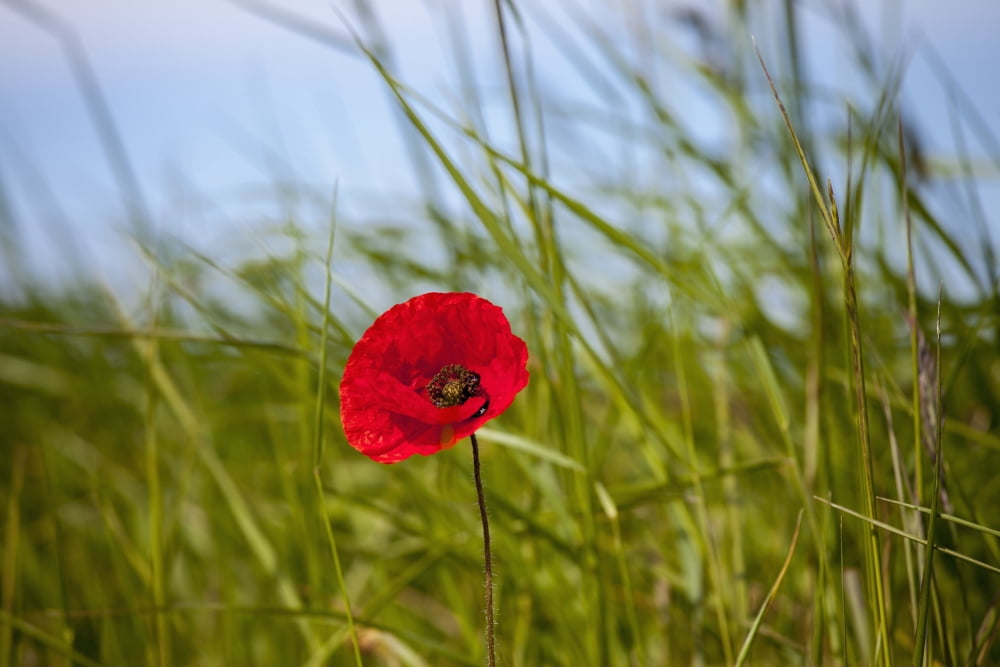 Red poppy in a grass fieldNorthumberland england Canvas Art - John Short Design Pics (38 x 24)