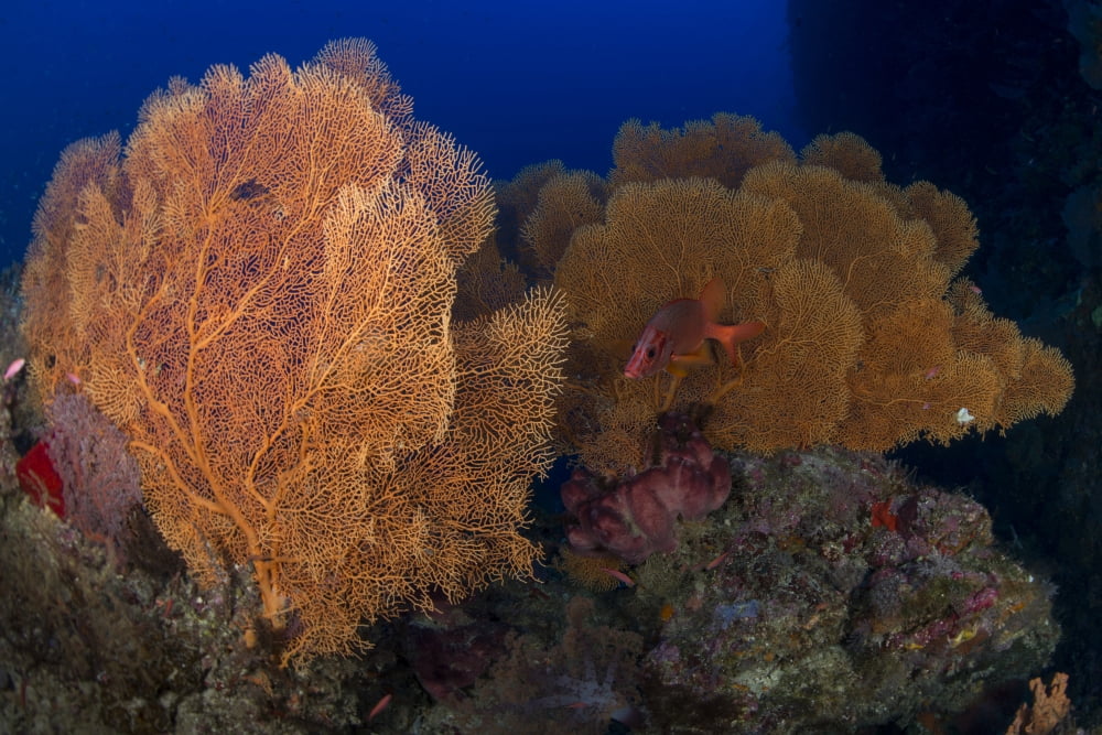 Red sabre squirrelfish hiding in a forest of gorgonian sea fans Canvas Art - Mathieu MeurStocktrek Images (17 x 12)