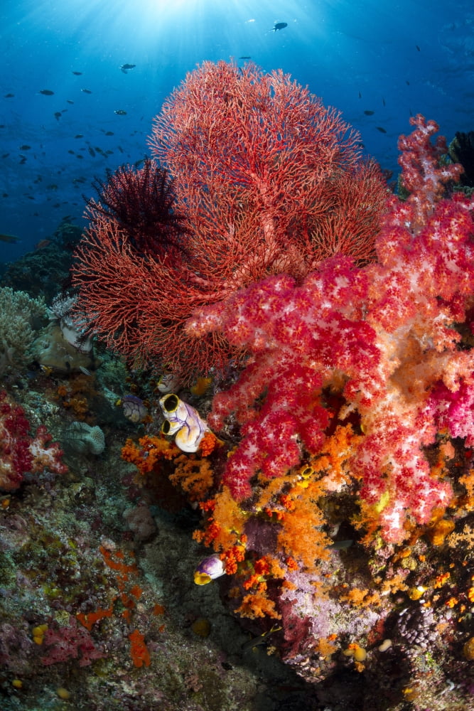 Red sea fan and soft coral in Raja Ampat Indonesia Canvas Art - Todd WinnerStocktrek Images (23 x 35)