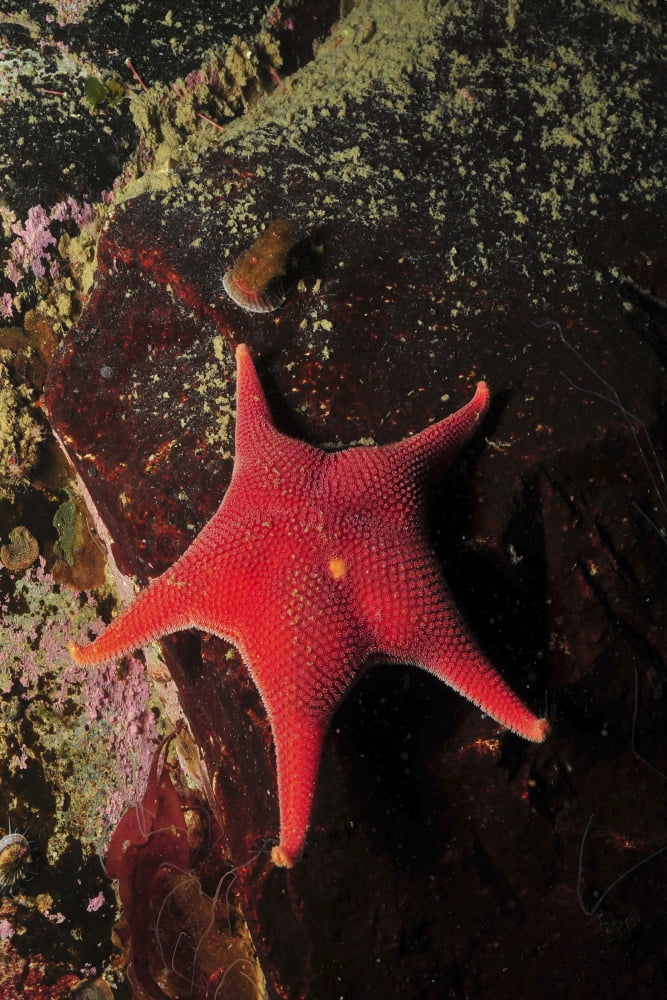 Red sea star and limpet on brown rock Antarctica Canvas Art - Mathieu MeurStocktrek Images (23 x 35)