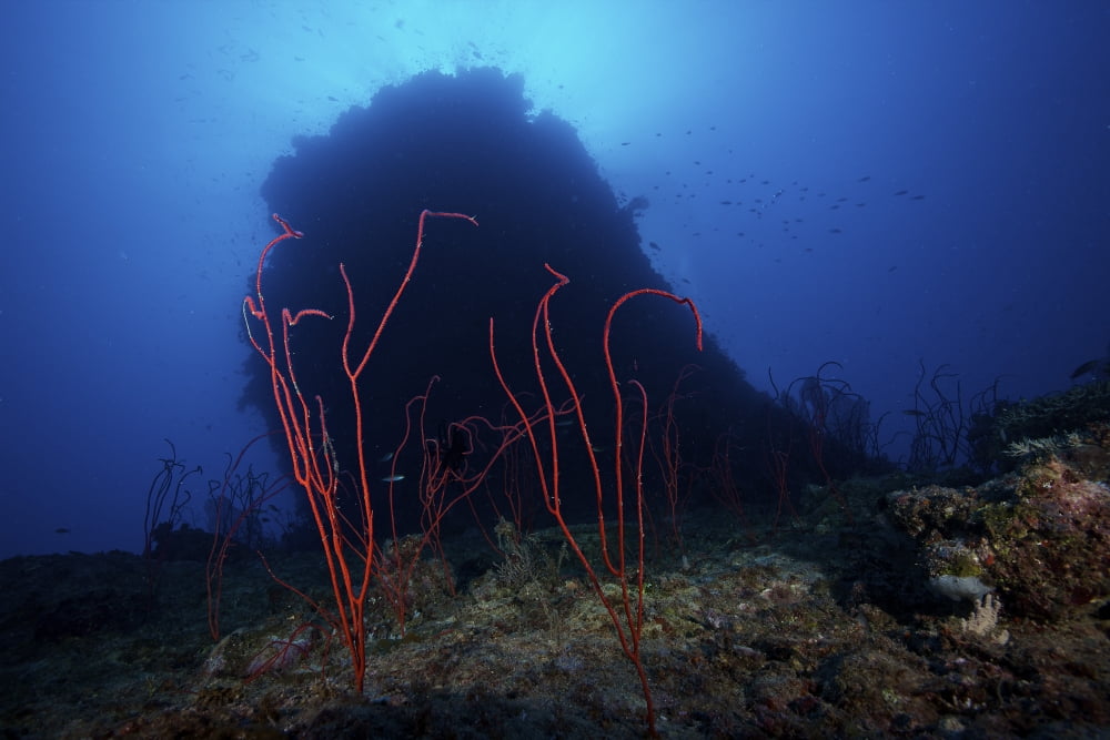 Red sea whip coral in deep water beneath a large coral bommie Fiji Canvas Art - Terry MooreStocktrek Images (35 x 23)
