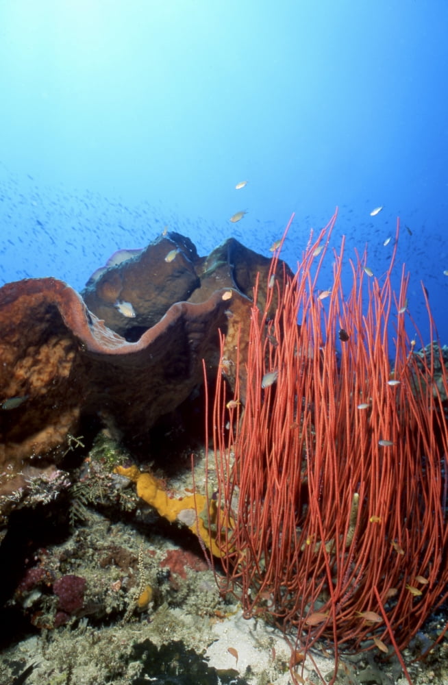 Red sea whips Indonesia Canvas Art - Beverly FactorStocktrek Images (12 x 18)