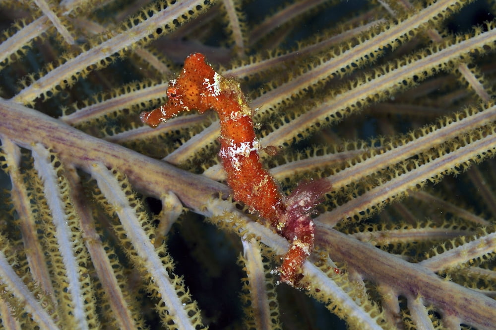 Red seahorse on Caribbean reef Canvas Art - Karen DoodyStocktrek Images (18 x 12)