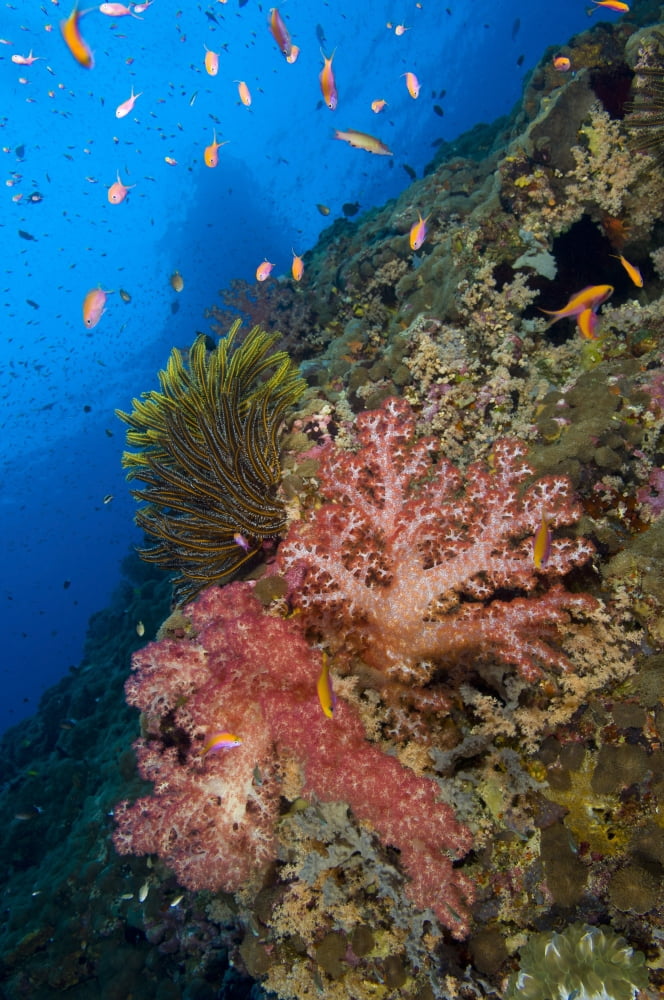 Red soft coral with crinoid and anthias fish Papua New Guinea Canvas Art - Steve JonesStocktrek Images (23 x 35)
