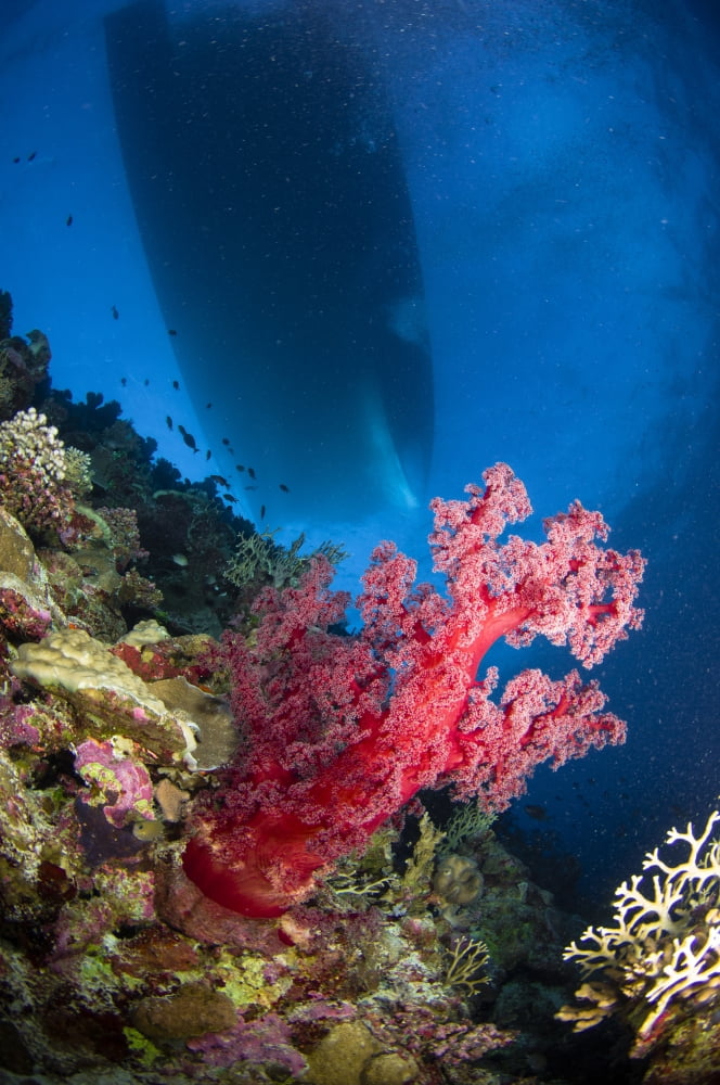 Red soft coral with silhouette of ship Australia Canvas Art - Todd WinnerStocktrek Images (12 x 18)