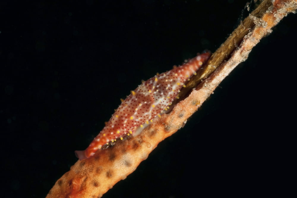 Red spindle cowrie on whip coral Bali Indonesia Canvas Art - Mathieu MeurStocktrek Images (18 x 12)