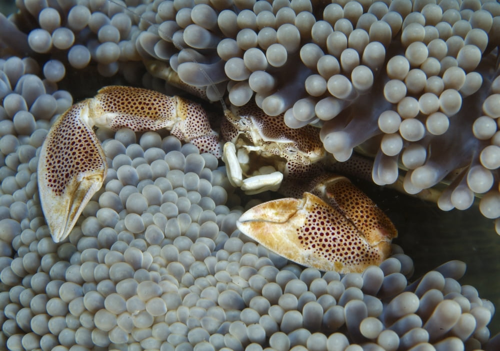 Red-spotted porcelain crab hiding in grey anemone Canvas Art - Mathieu MeurStocktrek Images (34 x 24)