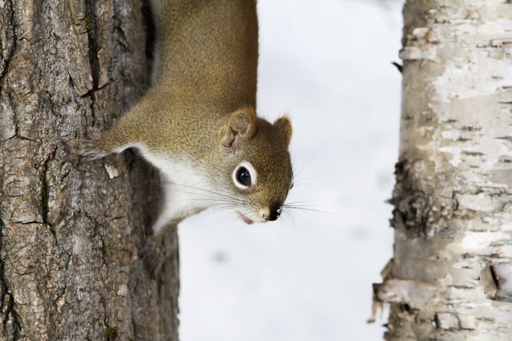 Red squirrel (Tamiasciurus hudsonicus) going down a tree Quebec Canada Canvas Art - Philippe Henry Design Pics (38 x 24)