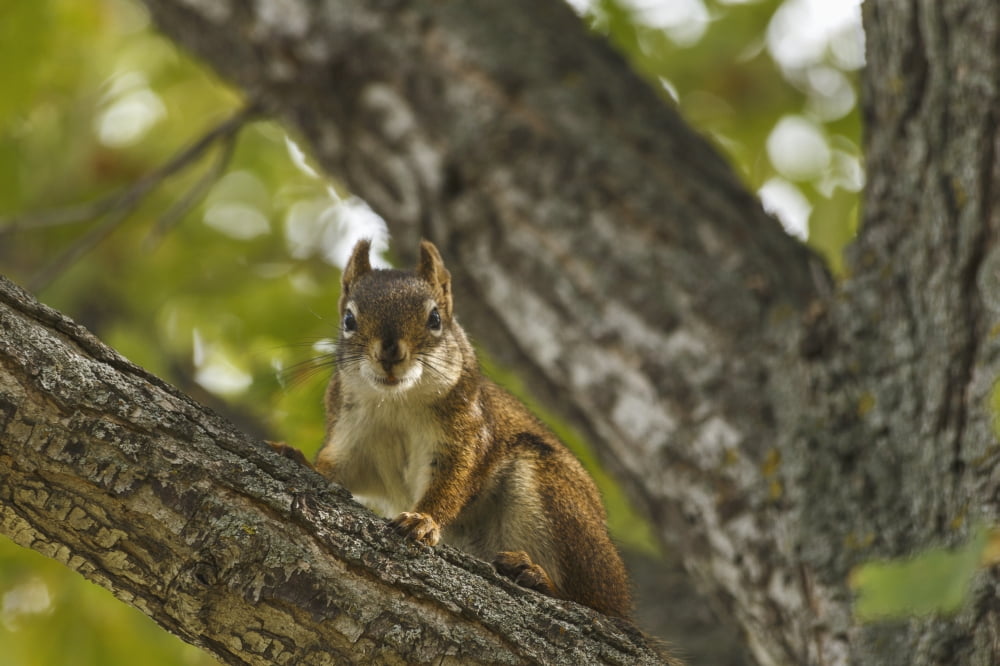 Red squirrel (Tamiasciurus hudsonicus) on deciduous tree branch Edmonton Alberta Canada Canvas Art - Jean A H Jackson Design Pics (19 x 12)