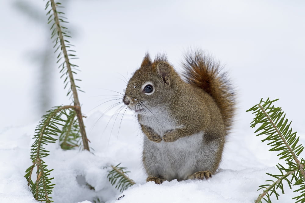 Red squirrel (Tamiasciurus hudsonicus) sitting on snow Quebec Canada Canvas Art - Philippe Henry Design Pics (19 x 12)