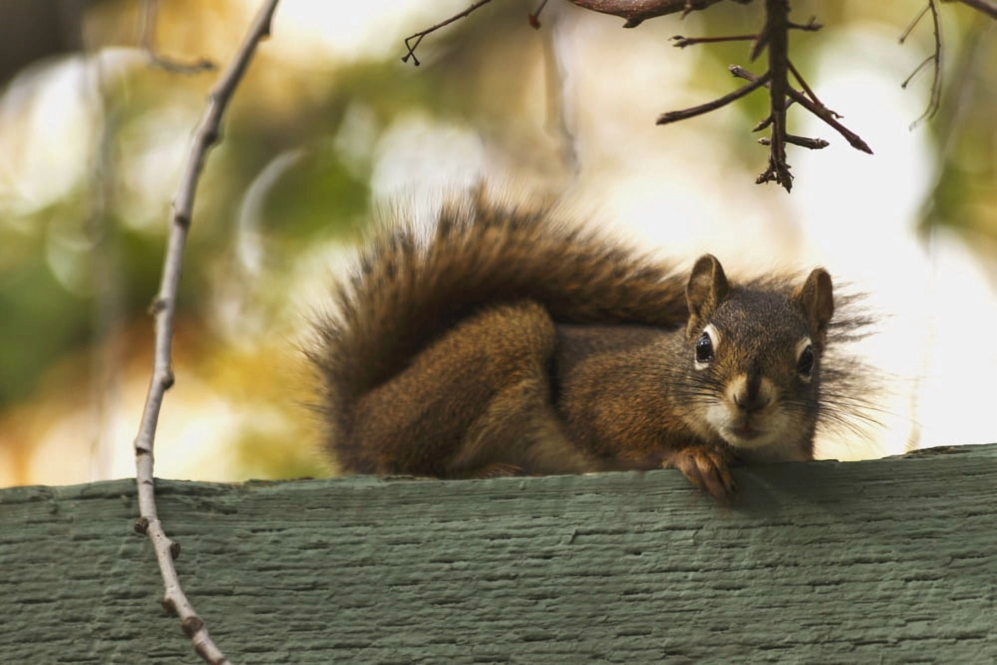 Red squirrel relaxing on green fence Edmonton Alberta Canada Canvas Art - Jean A H Jackson Design Pics (19 x 12)