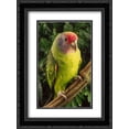thumbnail image 1 of Red-tailed Amazon portrait, Atlantic Forest ecosystem, Brazil 2x Matted 18x24 Black Ornate Framed Art Print by Meyer, Claus, 1 of 2