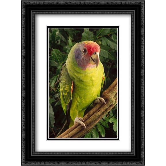 Red-tailed Amazon portrait, Atlantic Forest ecosystem, Brazil 2x Matted 18x24 Black Ornate Framed Art Print by Meyer, Claus