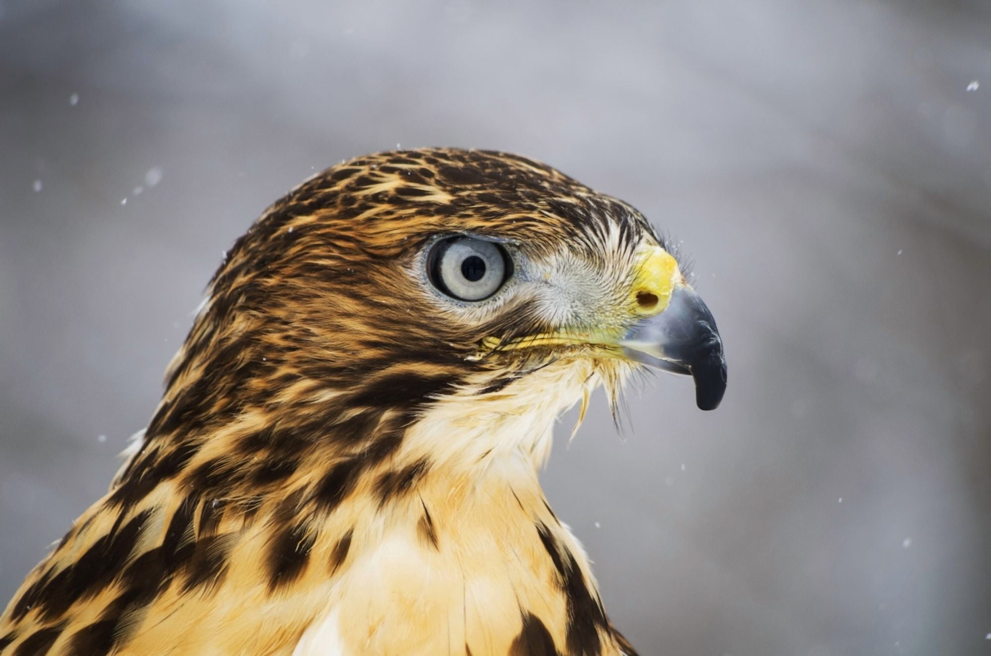 Red-tailed Hawk (Buteo jamaicensis) Ecomuseum Ste-Anne-de-Bellevue Quebec Canada Canvas Art - Steeve Marcoux Design Pics (38 x 24)