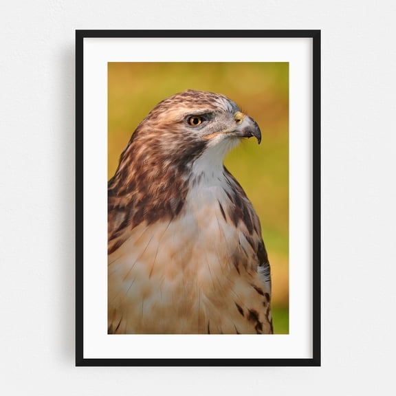 Red-tailed Hawk - Photography Bird Wildlife Nature Animal Portrait Woodland Scenic Black Framed Wall Art Print 5 x 7 inches