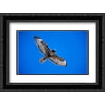 thumbnail image 1 of Red-tailed Hawk, Sulphur Springs Valley, Arizona 2x Matted 24x18 Black Ornate Framed Art Print by Vezo, Tom, 1 of 2